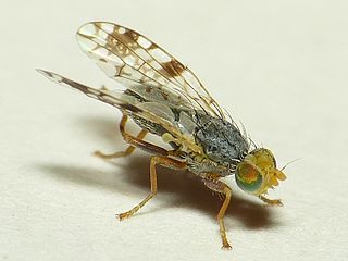 <i>Tephritis angustipennis</i> Species of fly