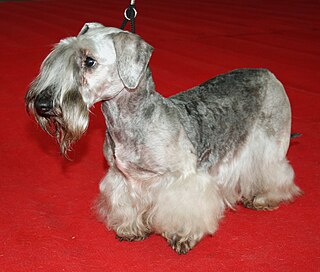 <span class="mw-page-title-main">Cesky Terrier</span> Dog breed