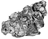 Fossilized skull in multiple views of the Permian synapsid (mammal precursor) Tetraceratops Tetraceratops insignis holotype cropped.jpg
