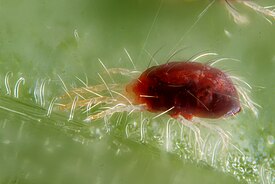 Обыкновенный паутинный клещ (Tetranychus urticae)