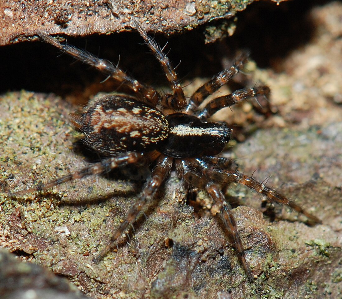 Textrix denticulata