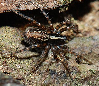 <i>Textrix denticulata</i> Species of spider
