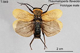 Thaumatoperla flaveola