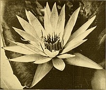 Flower of a hybrid of Nymphaea nouchali var. caerulea and Nymphaea gracilis The American florist - a weekly journal for the trade (1892) (17935397530).jpg
