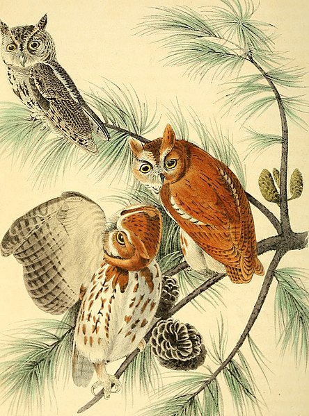 File:The birds of America - from drawings made in the United States and their territories (1840) (14748587782).jpg