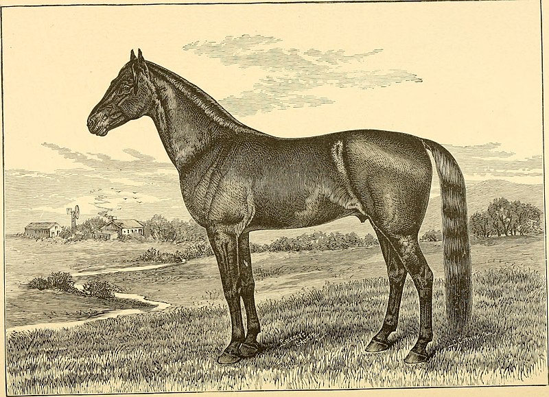 File:The breeds of live stock, and the principles of heredity (1887) (14594400820).jpg