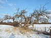 Ovako ih više ne uzgajaju. - geograph.org.uk - 1658476.jpg