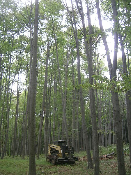 File:Thinning timber in Hungary.jpg