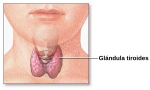 Miniatura para Glándula tiroides