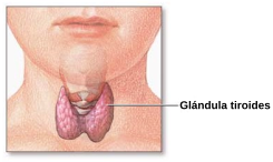 Glândula tireóide-pt.svg