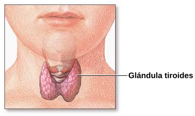 File:Thyroid gland-es.svg - Wikimedia Commons