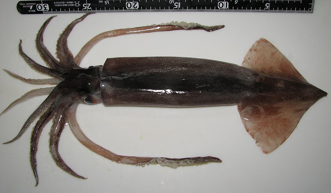 Japanese flying squid