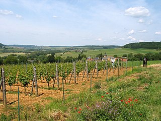 Belgian wine is produced in several parts of Belgium and production, although still modest at 1,400 hectoliters in 2004, has expanded in recent decades.