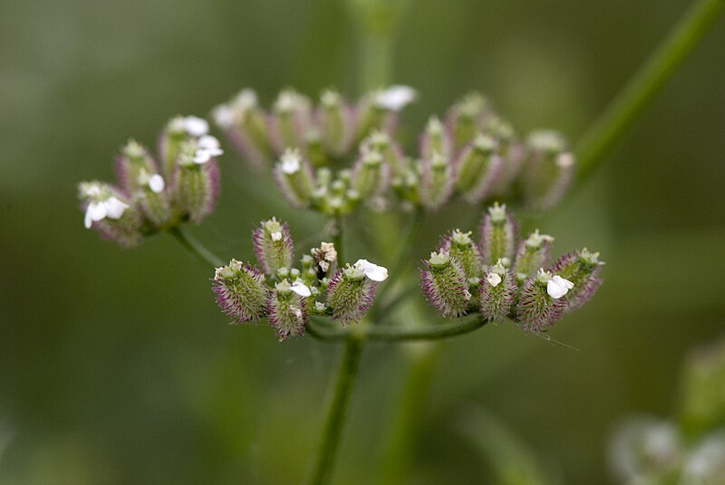 File:Torilis japonica vallee-de-grace-amiens 80 22062007 11.jpg