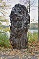 Čeština: Topol kanadský (Populus x canadensis) - torzo stromu v zámeckém parku v Konopišti