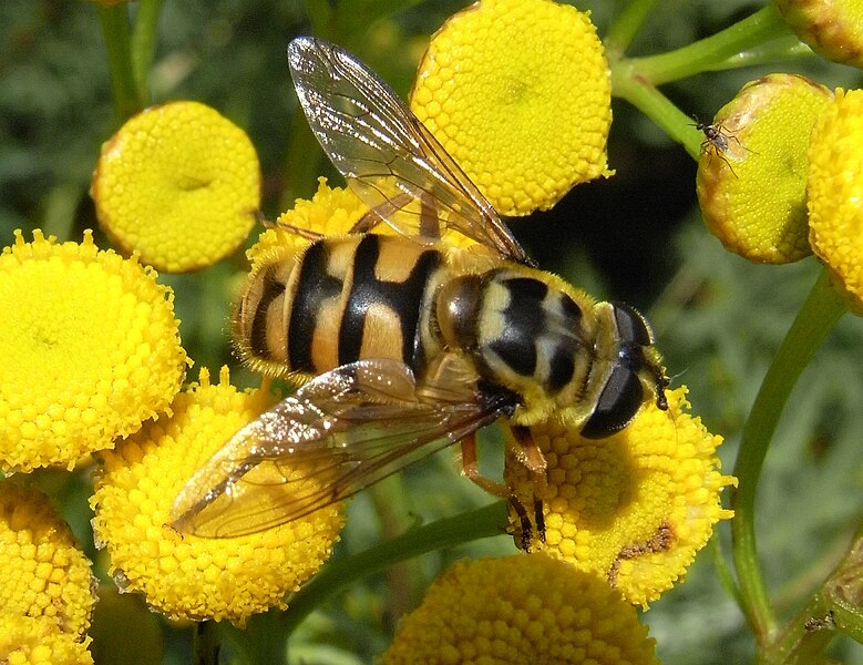 File:Totenkopfschwebfliege.jpg