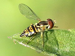 Toxomerus geminatus-female.jpg