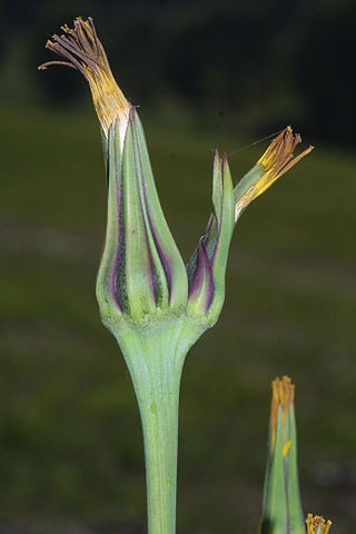 <i>Tragopogon pratensis</i> Species of plant