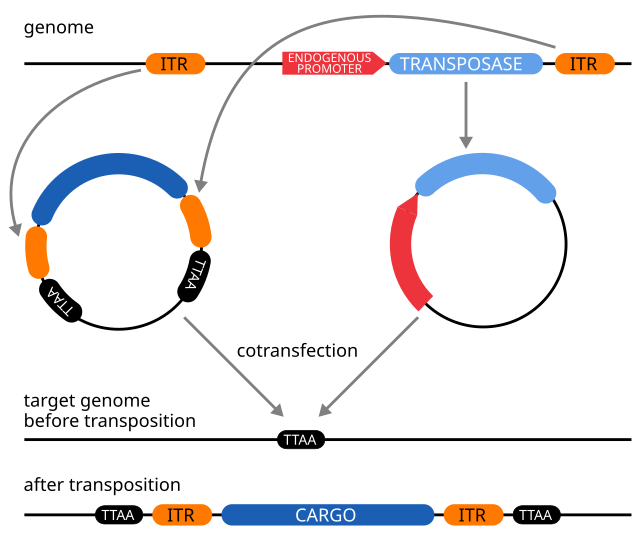 Genetically modified organism - Wikipedia