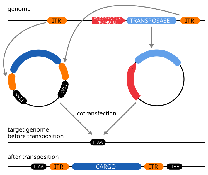 File:Transposon 2-plasmid-system.svg