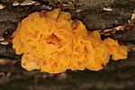 Tremella aurantia 13102008a.jpg