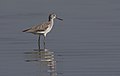 * Nomination Common Greenshank (Tringa nebularia). Adana, Turkey. --Zcebeci 20:46, 6 November 2016 (UTC) * Promotion Subject too small for all that space --Alandmanson 16:20, 8 November 2016 (UTC)  Support Good composition with enough space for the subject + reflection. Good quality. --W.carter 11:27, 11 November 2016 (UTC)