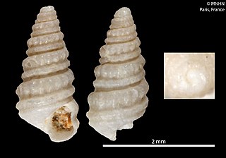 <i>Triptychus litosbathron</i> Species of gastropod