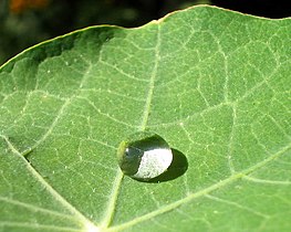 Nasturtium (Tropaeolum majus)