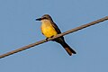 Tropik Kingbird (Tyrannus melancholicus) (8079383852) .jpg