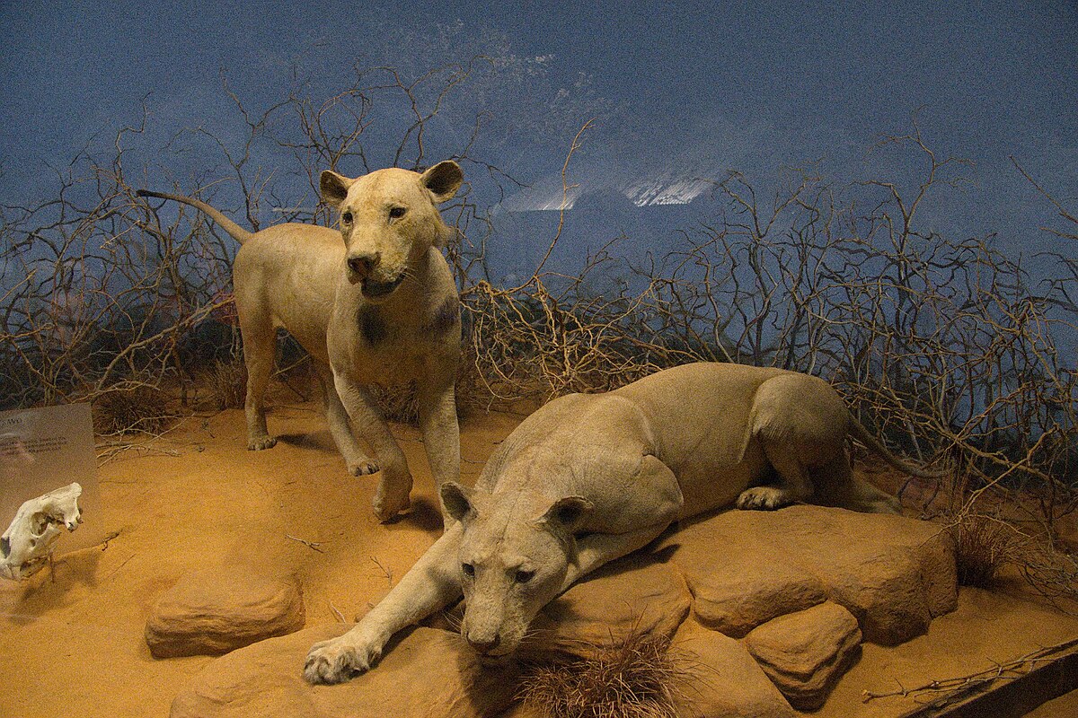 львы людоеды в музее чикаго призрак и тьма