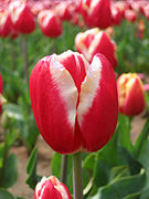 A tulip flower showing the petal-like tepals