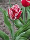 Tulipa 'Canasta' 2016-05-02 01.jpg