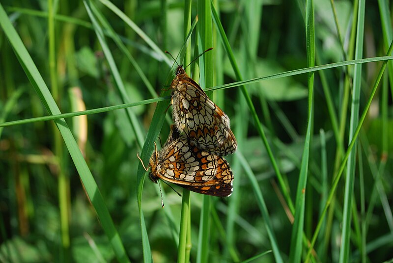 File:Two butterflies mating.jpg