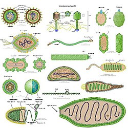 Virus - Wikipedia, la enciclopedia libre