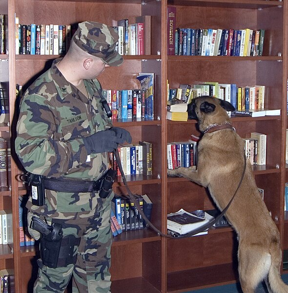 File:US Navy 060208-N-3390M-003 U.S. Navy dog handler, Master-at-Arms 2nd Class Mathew Tarlton, assigned to Military Working Dog Kennel Naval Station Everett.jpg