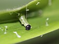 Udaspes folus constructing its leaf shelter.JPG