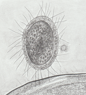 Candidate phyla radiation