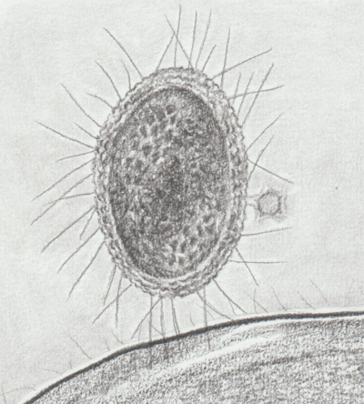 Biota (taxonomía)