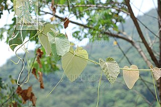 <i>Vitis retordii</i> Species of grapevine