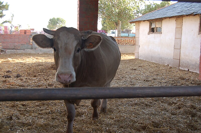 File:Vaca Manganeses de la Lampreana.jpg