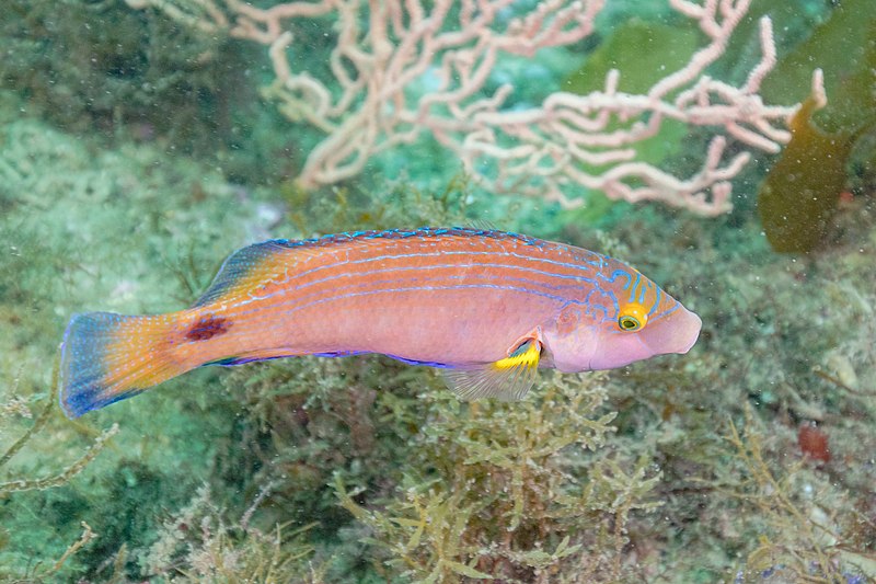 File:Vagueta (Symphodus mediterraneus), Parque natural de la Arrábida, Portugal, 2022-07-19, DD 60.jpg