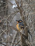 Thumbnail for File:Varied Thrush - 51829877775.jpg