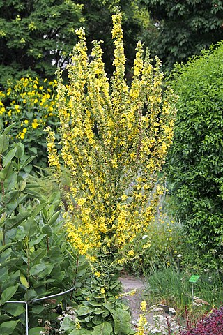 <i>Verbascum olympicum</i> Species of plant in the genus Verbascum