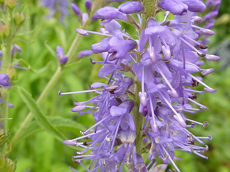 File:Veronica longifolia 'Exaltata' (Scrophulariaceae) flowers.JPG