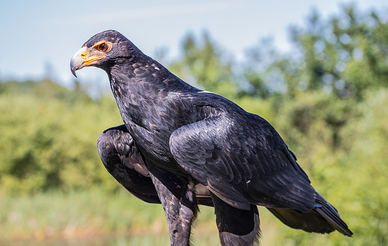 File:Verreaux's Eagle (21560083943).jpg