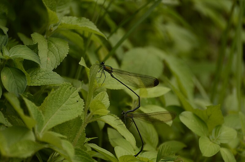 File:Vestalis apicalis Black-tipped forest glory from Vazachal RF JEG2501.JPG