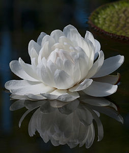 "Flower from the Giant Amazon Water Lilly (Victoria amazonica) at the Adelaide Botanic Garden."