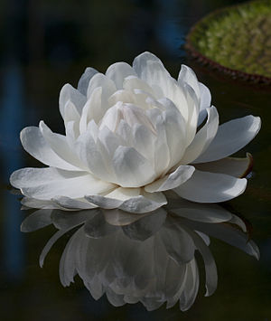 Victoria amazonica.jpg