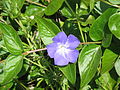 Vinca major