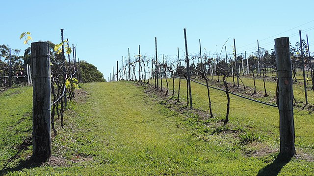 Vineyards at Sirromet Winery, 2014
